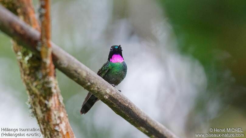 Tourmaline Sunangel male adult