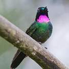 Héliange tourmaline
