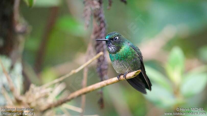 Tourmaline Sunangel