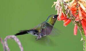 Tourmaline Sunangel