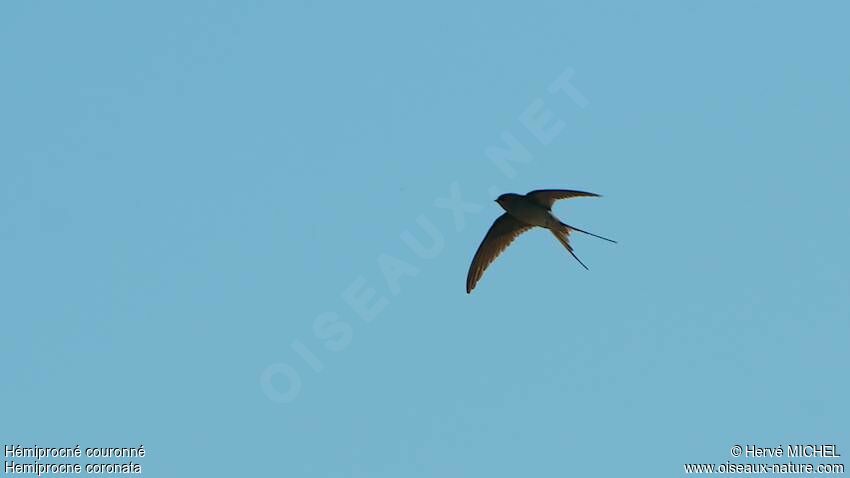 Crested Treeswift