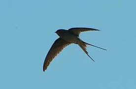 Crested Treeswift