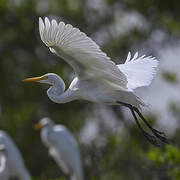 Yellow-billed Egret