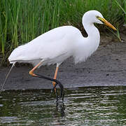 Yellow-billed Egret