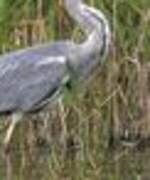 Grey Heron