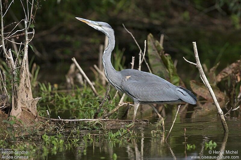 Grey Heronimmature