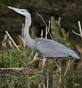 Grey Heron