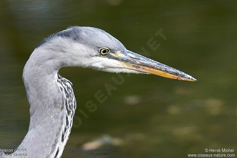 Grey Heronimmature