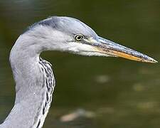 Grey Heron