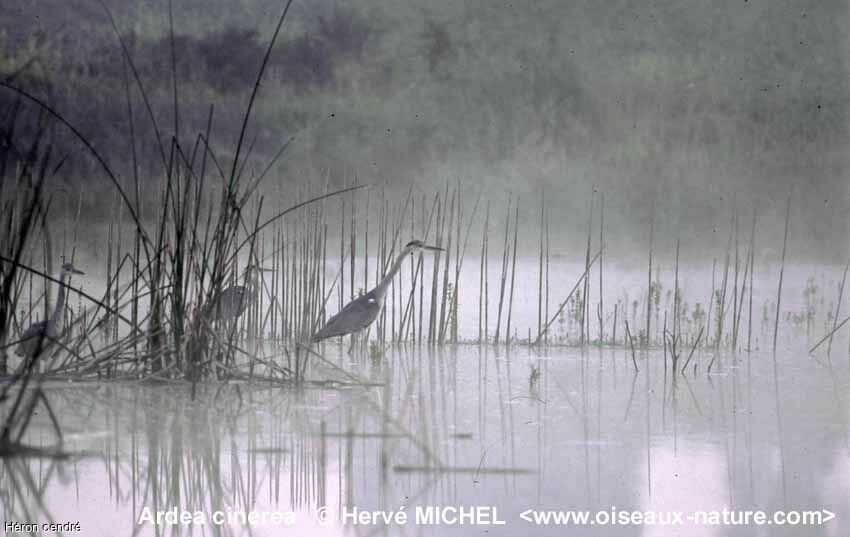 Grey Heron