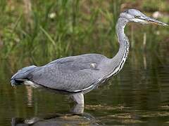 Grey Heron