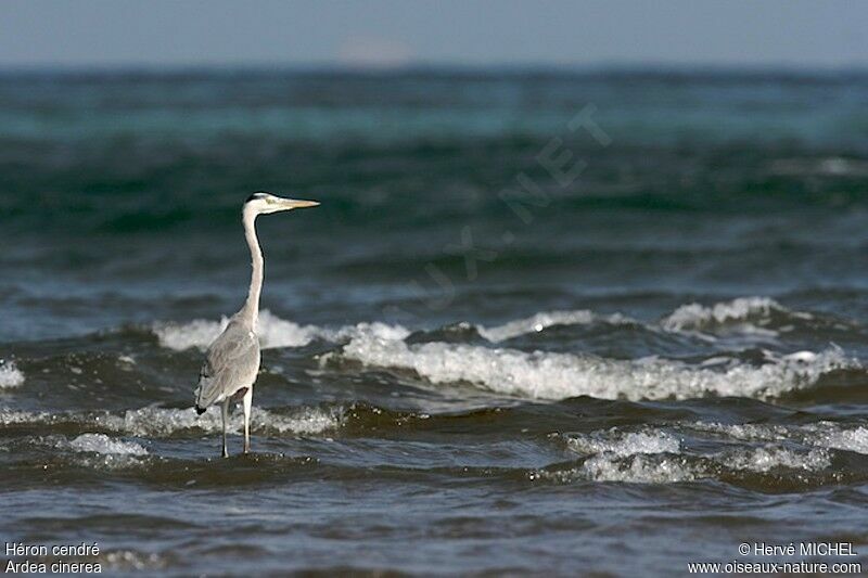 Grey Heronadult, Behaviour