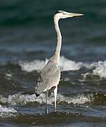 Grey Heron