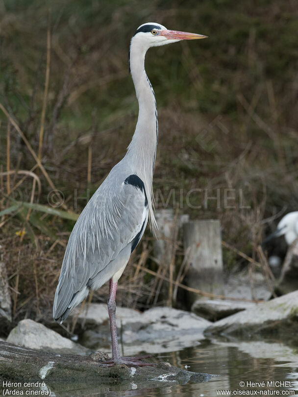 Grey Heronadult breeding