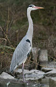 Grey Heron