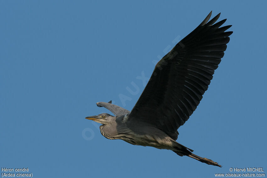 Grey Heron