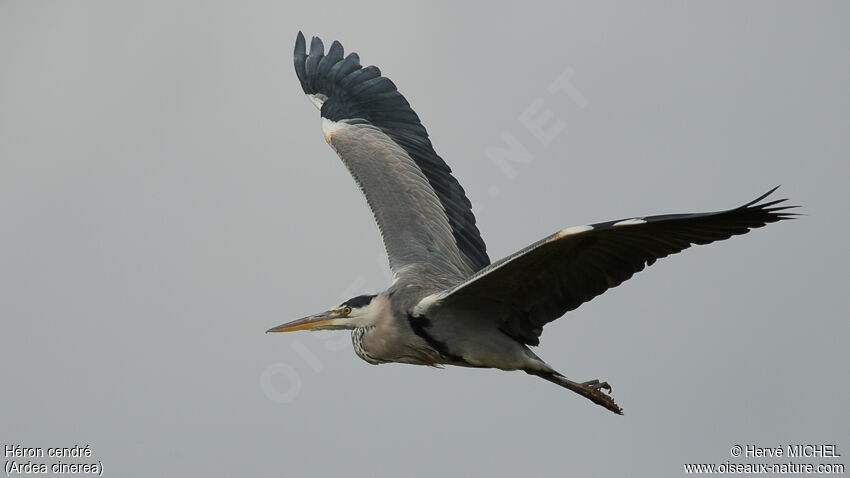 Grey Heronadult