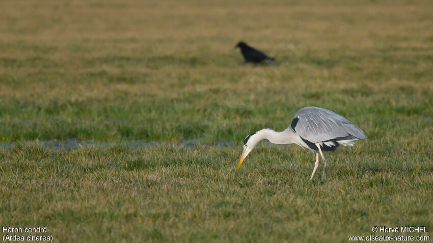 Grey Heronadult, fishing/hunting