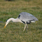 Grey Heron