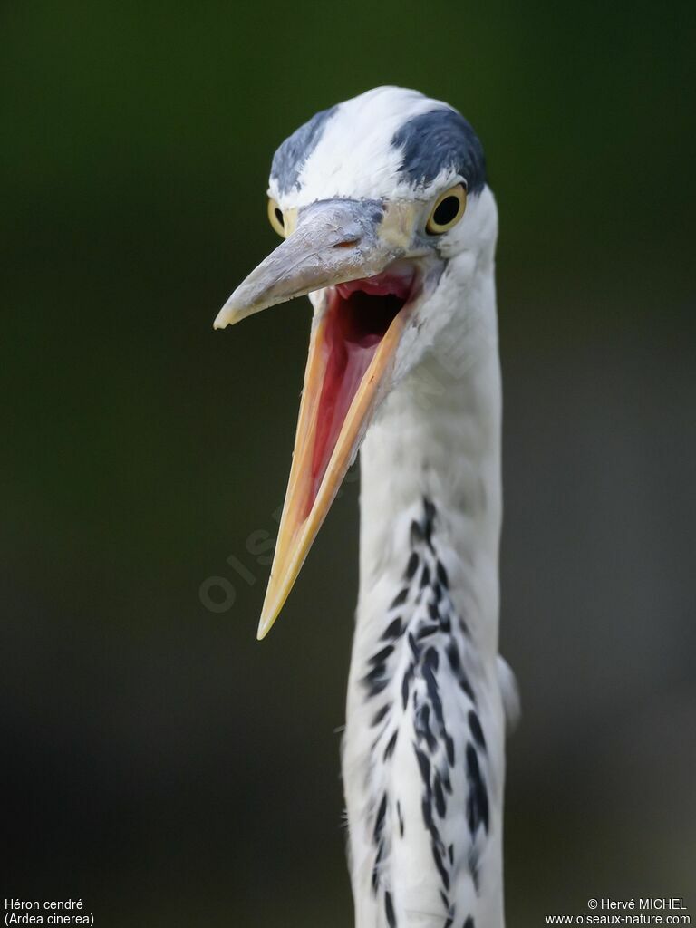 Grey Heronadult