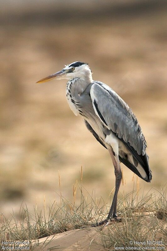 Grey Heronadult, identification