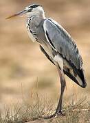 Grey Heron