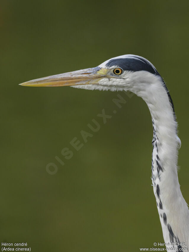 Grey Heronadult breeding