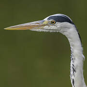 Grey Heron