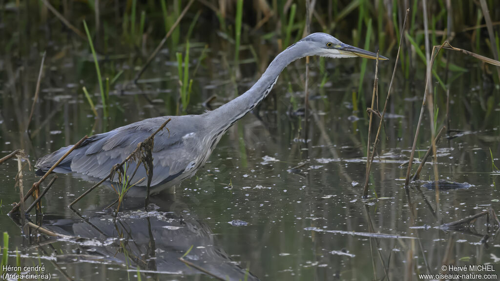 Grey Heron