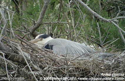 Grey Heronadult breeding