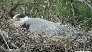 Grey Heron