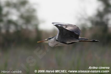 Grey Heronadult breeding