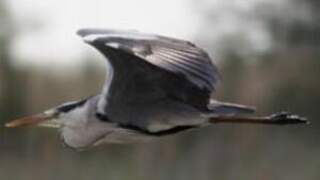 Grey Heron