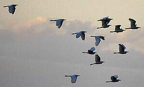 Western Cattle Egret