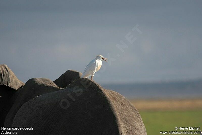 Western Cattle Egret