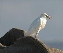 Western Cattle Egret