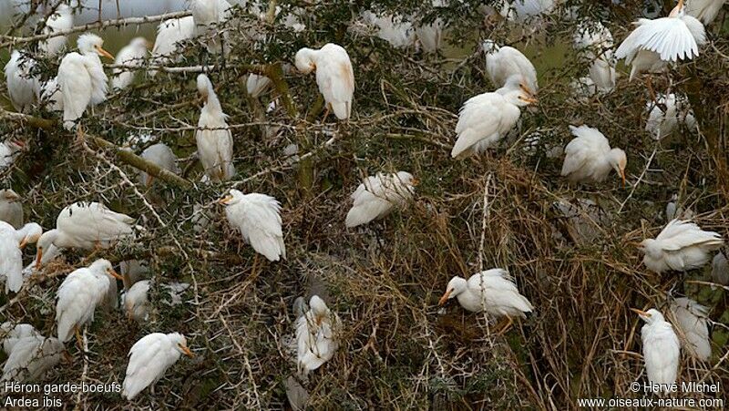 Western Cattle Egret