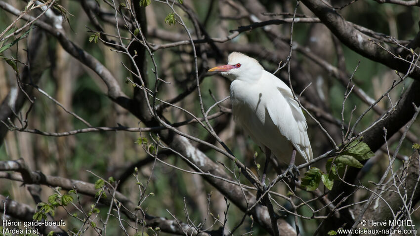 Western Cattle Egretadult breeding