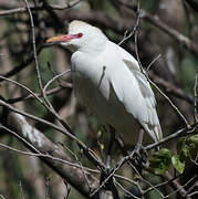 Western Cattle Egret