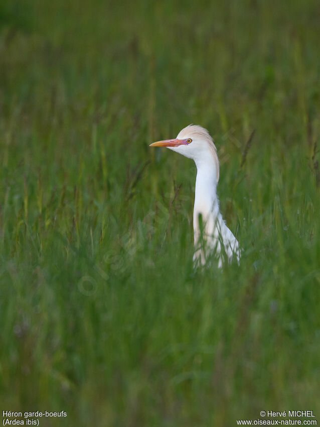 Western Cattle Egretadult breeding