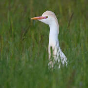 Western Cattle Egret