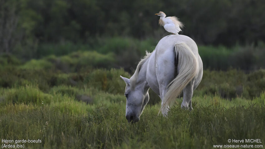 Western Cattle Egretadult breeding, Behaviour