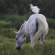 Western Cattle Egret