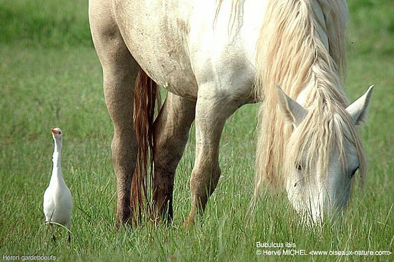 Western Cattle Egret