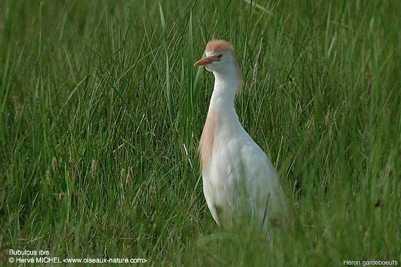 Western Cattle Egret