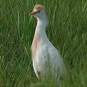 Western Cattle Egret