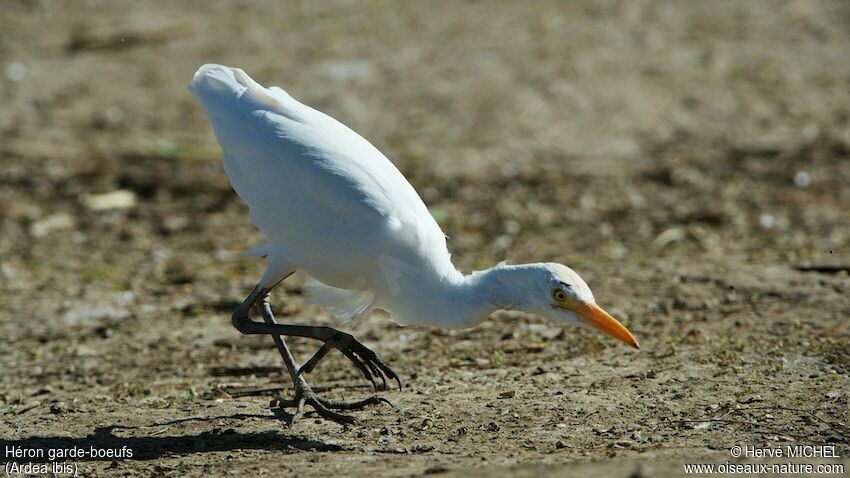 Western Cattle Egret