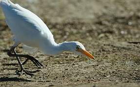 Western Cattle Egret