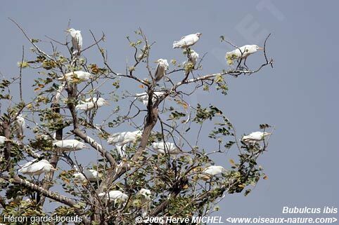 Western Cattle Egret