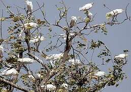 Western Cattle Egret